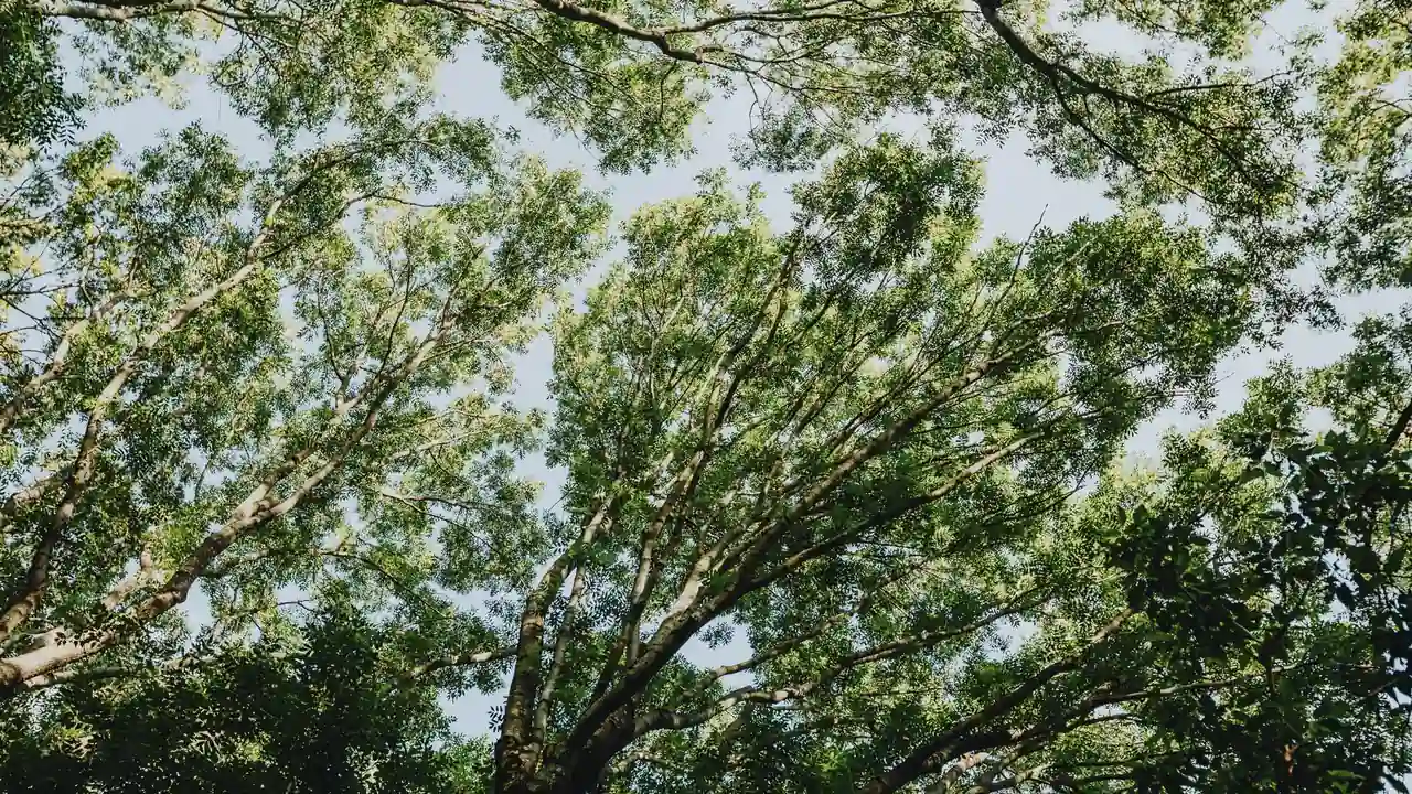 性巴克软件截图1